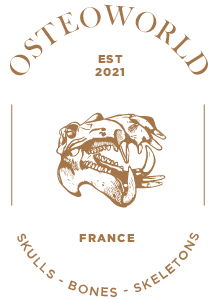 Logo-Osteoworld-Mobile