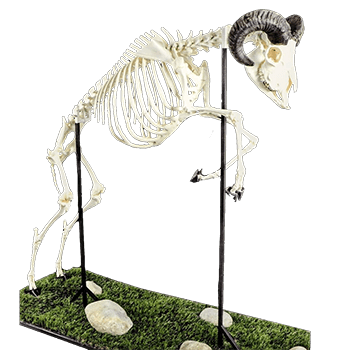 Squelette de mouton du Cameroun (mâle)